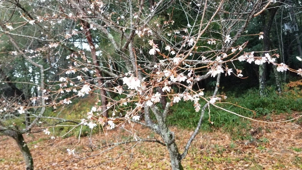 f:id:aoi0730kanon0930:20181226002240j:plain f:id:aoi0730kanon0930:20181226002240j:plain