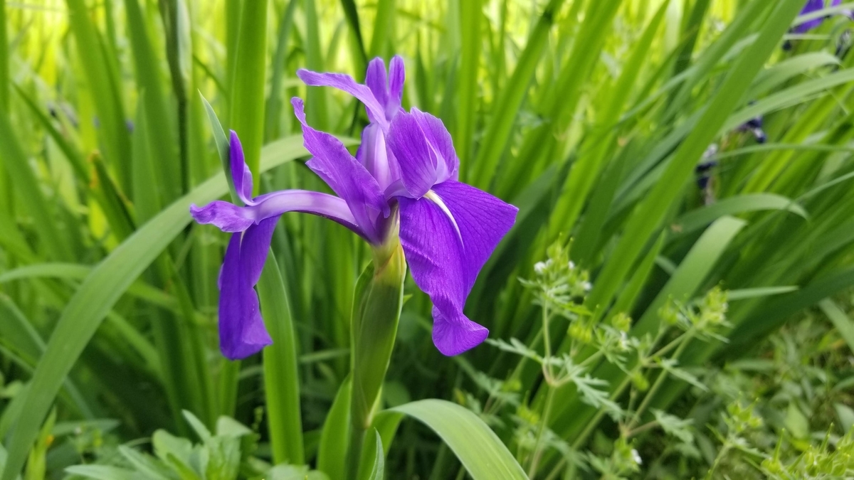 f:id:aoi0730kanon0930:20190516231957j:plain f:id:aoi0730kanon0930:20190516231957j:plain