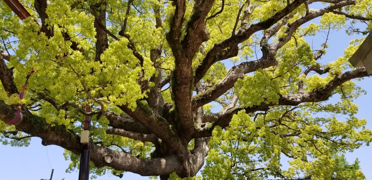 f:id:aoi0730kanon0930:20190601162340j:plain f:id:aoi0730kanon0930:20190601162340j:plain