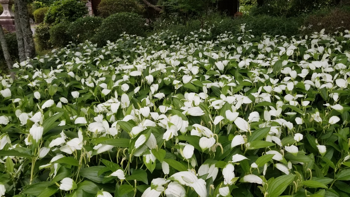 f:id:aoi0730kanon0930:20190704224513j:plain f:id:aoi0730kanon0930:20190704224513j:plain