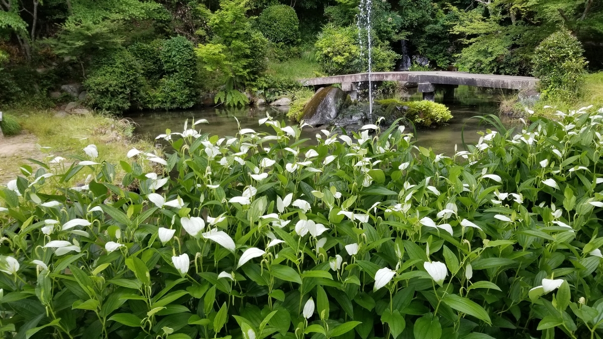 f:id:aoi0730kanon0930:20190704224519j:plain f:id:aoi0730kanon0930:20190704224519j:plain