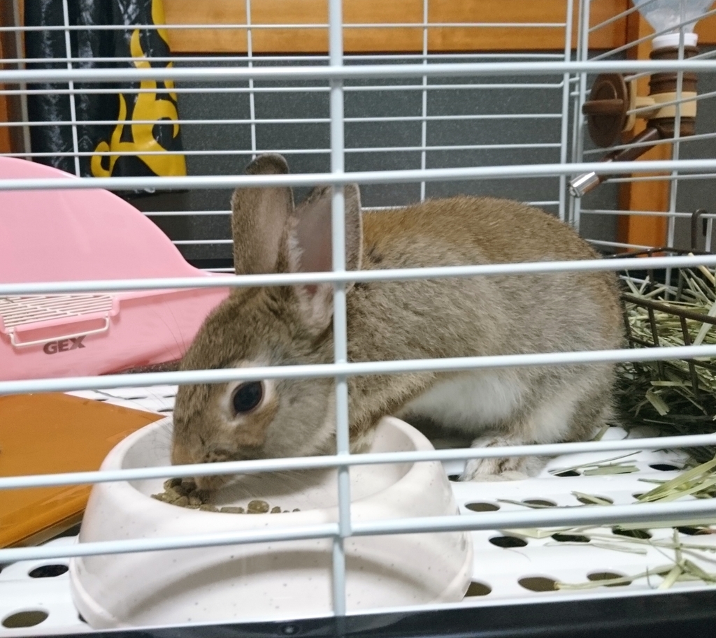 f:id:aoi345:20190117094911j:plain