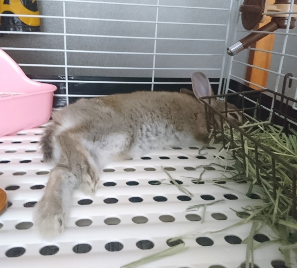 f:id:aoi345:20190117094958j:plain