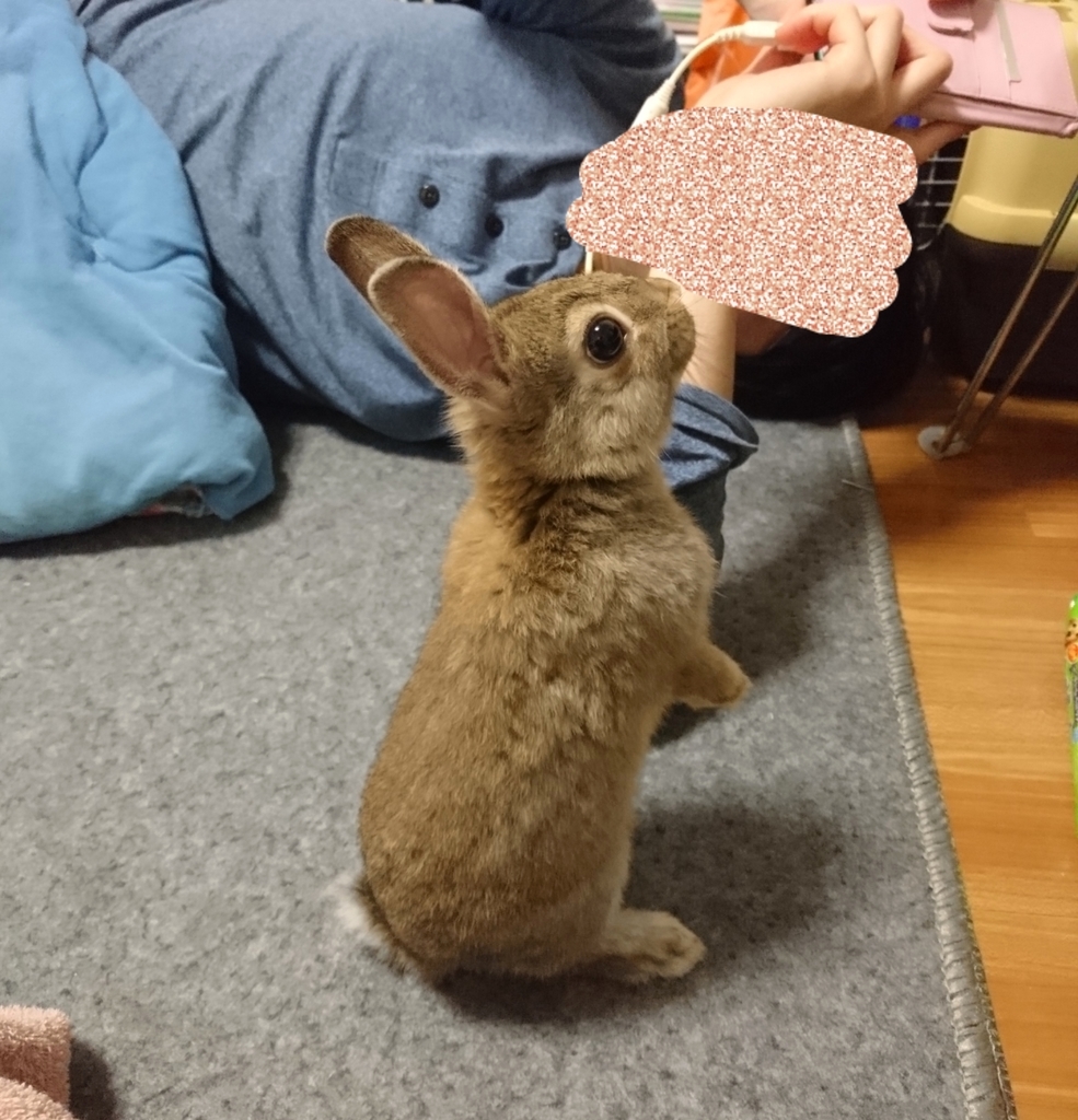 f:id:aoi345:20190120230756j:plain