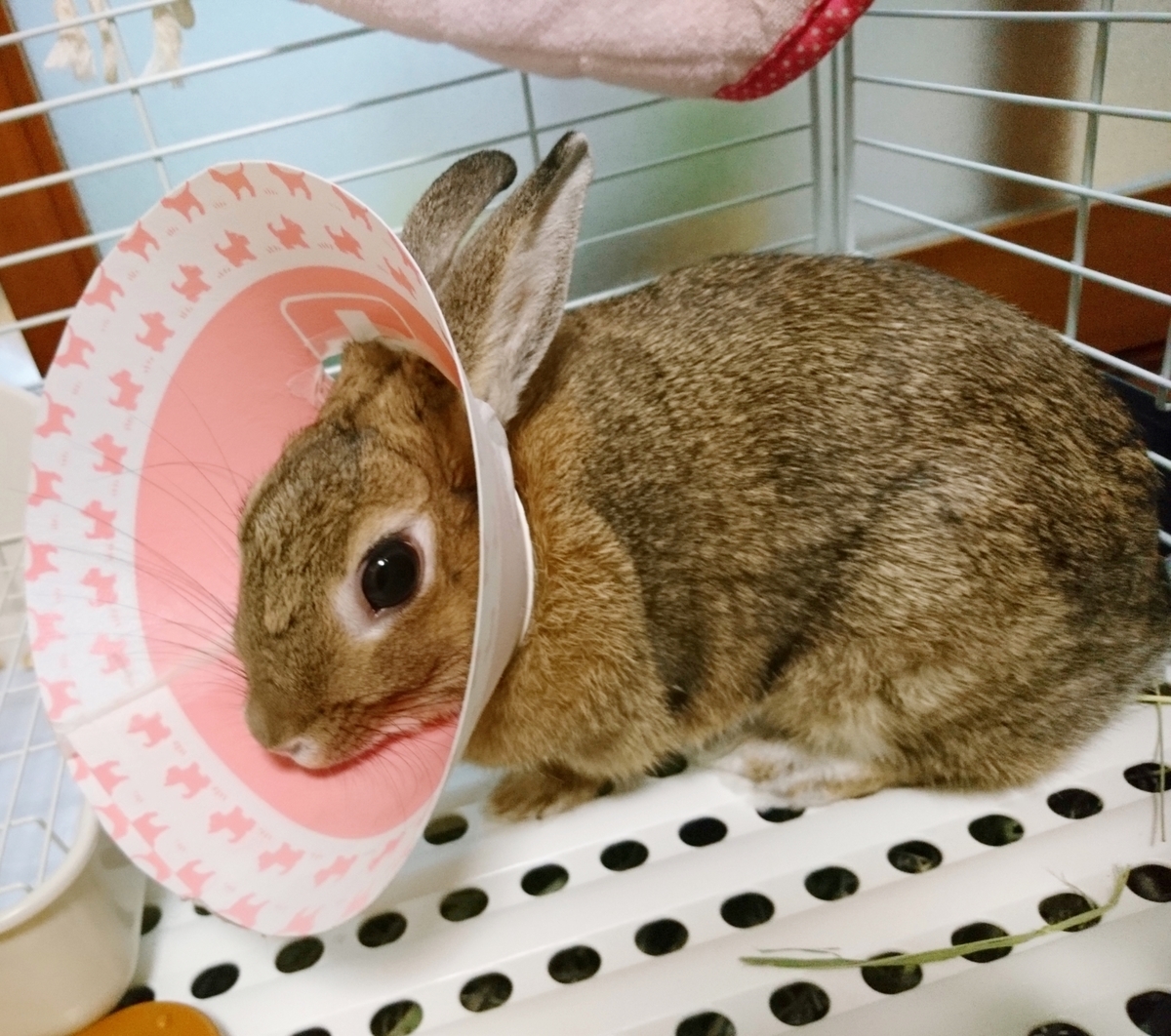f:id:aoi345:20191027040506j:plain
