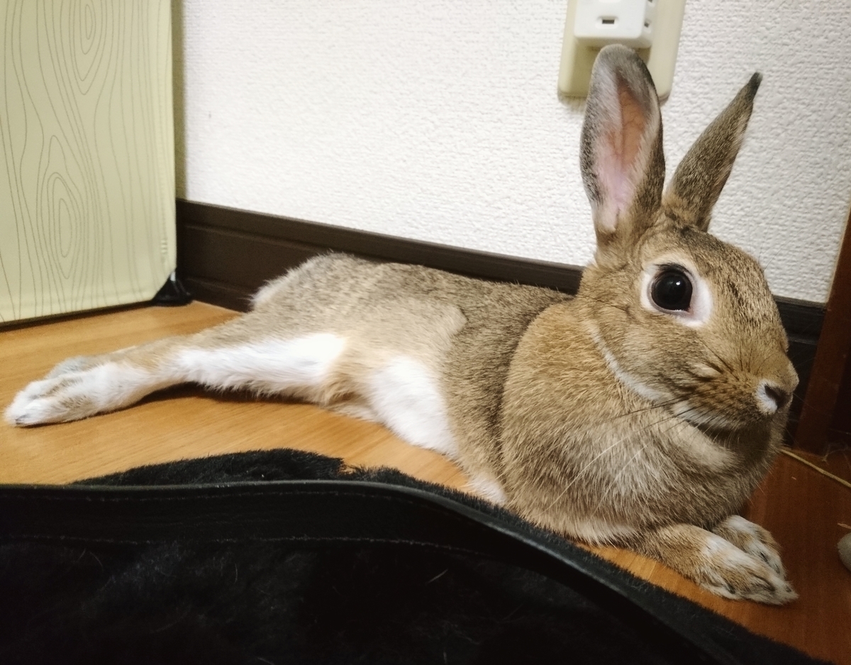 f:id:aoi345:20191027051947j:plain