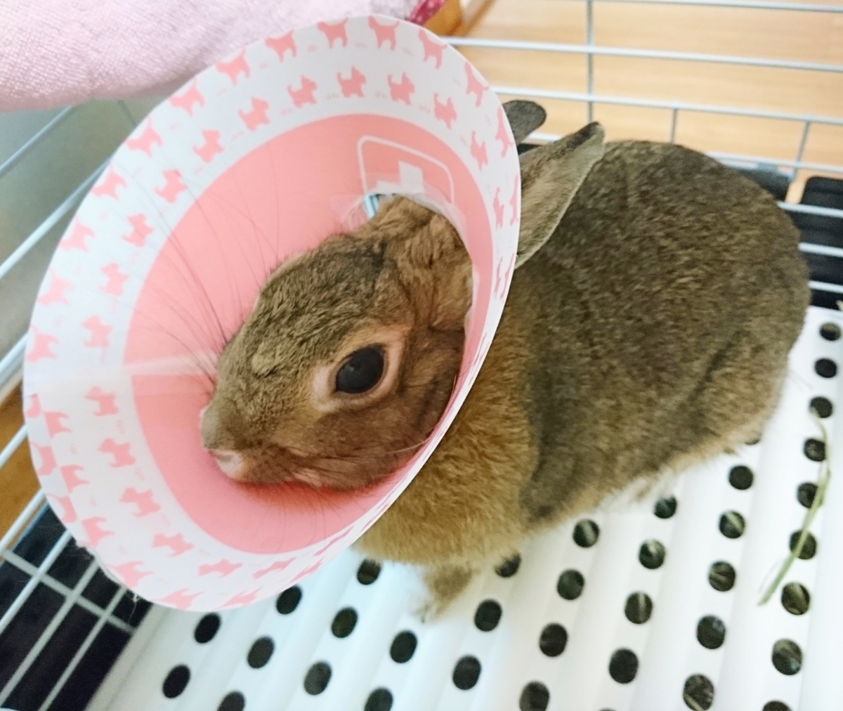 f:id:aoi345:20191027052618j:plain