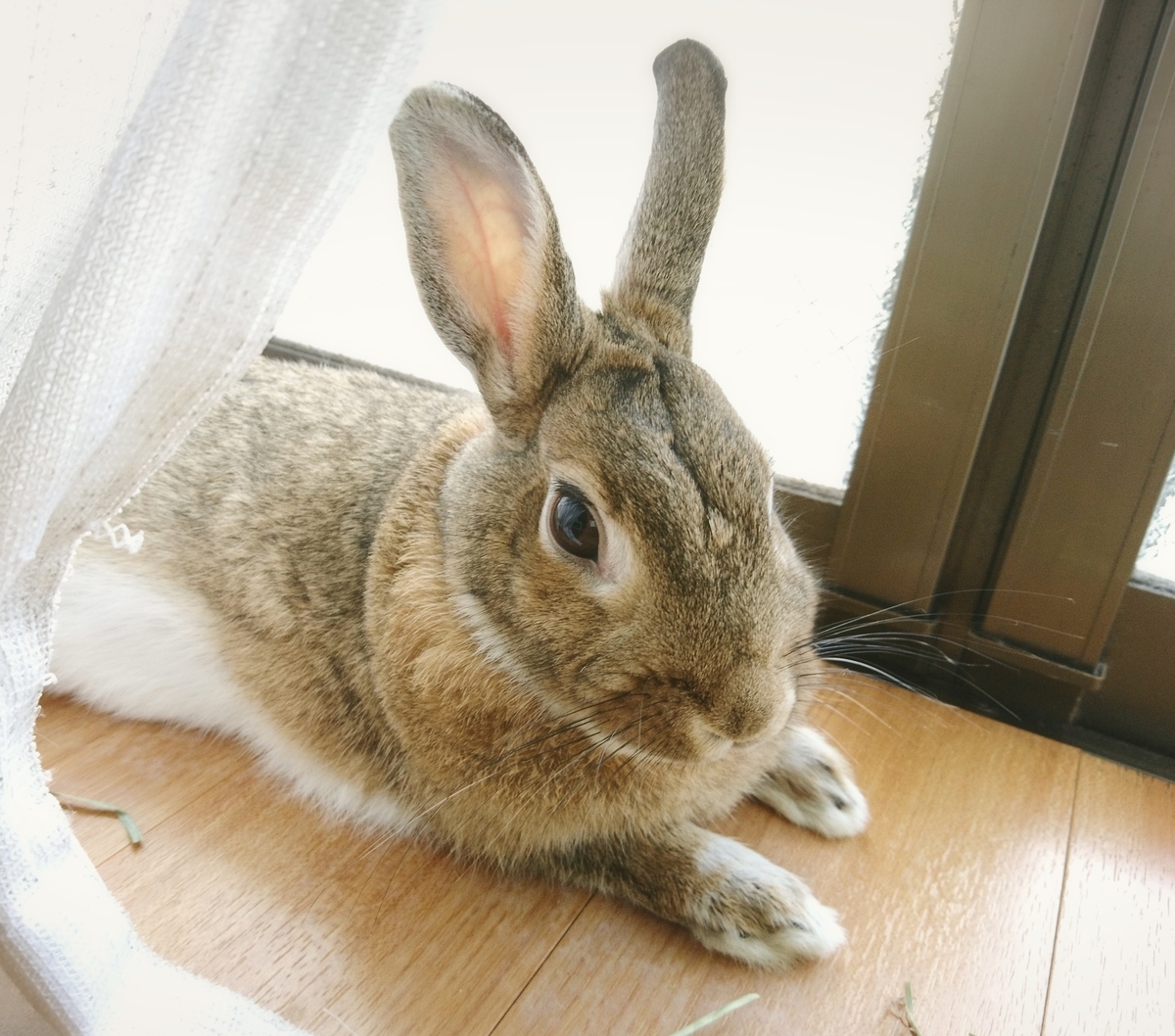 f:id:aoi345:20200920044804j:plain