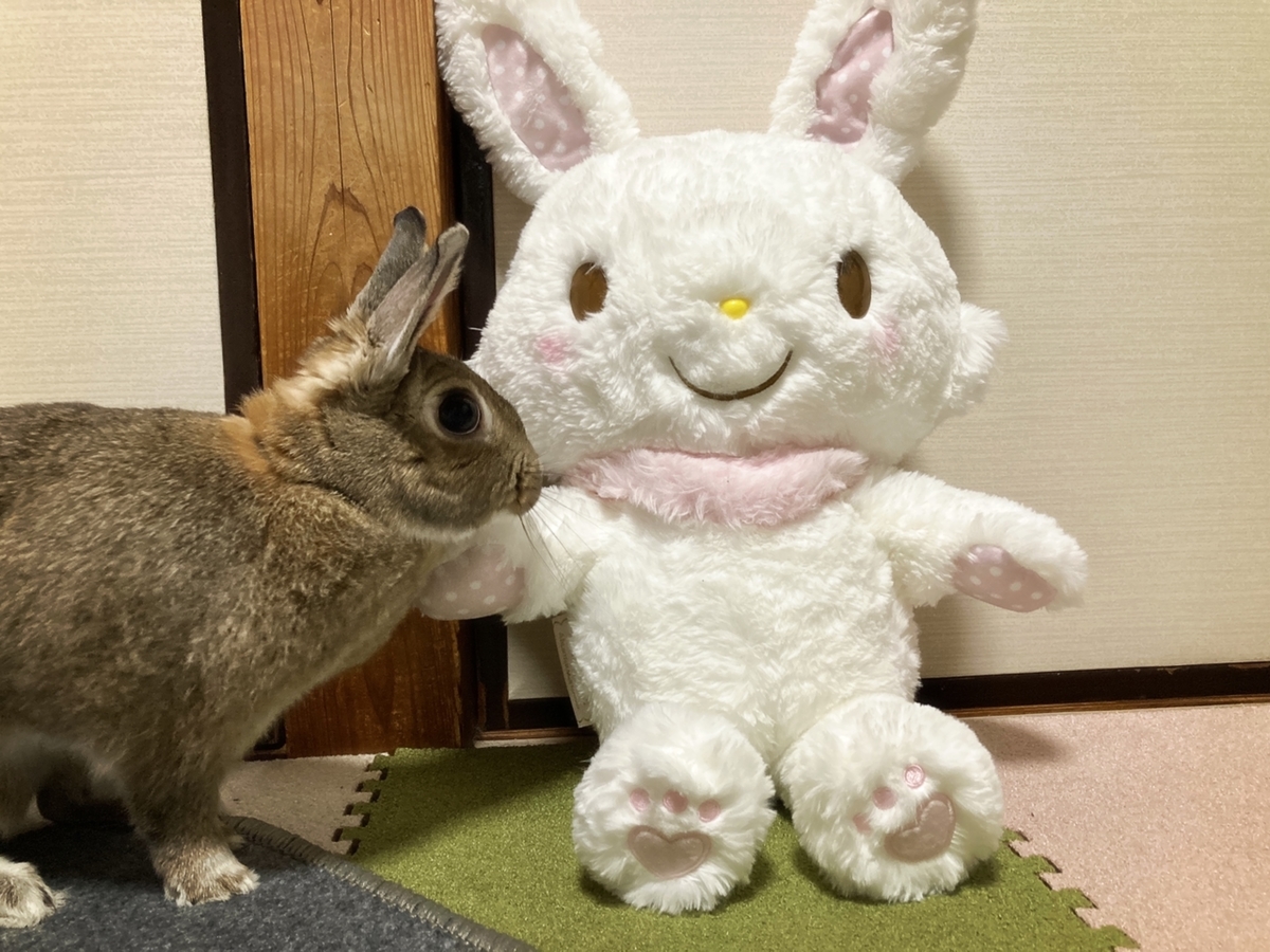 f:id:aoi345:20220131080411j:plain