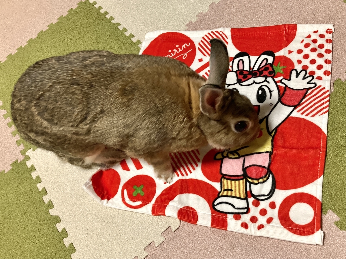 f:id:aoi345:20220131081638j:plain