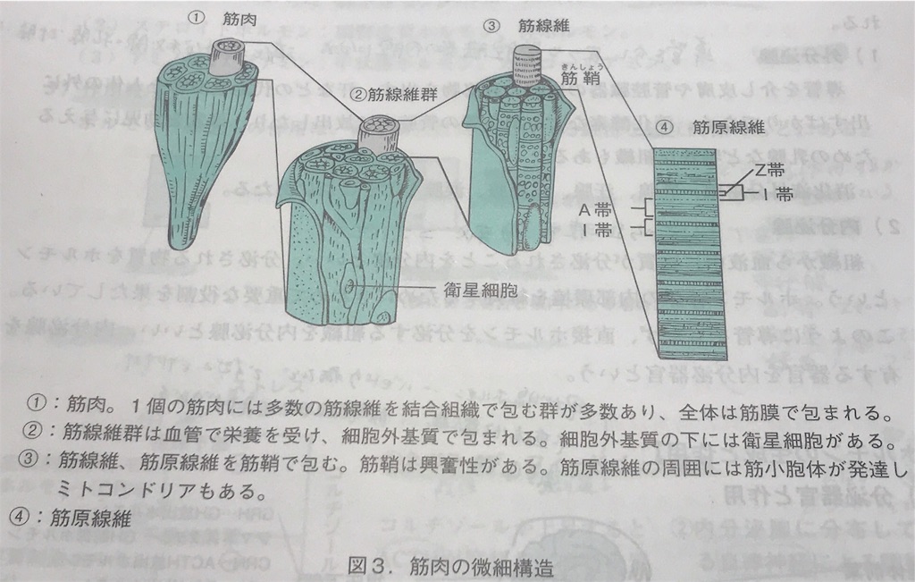 f:id:aoi3blog:20191015203148j:image