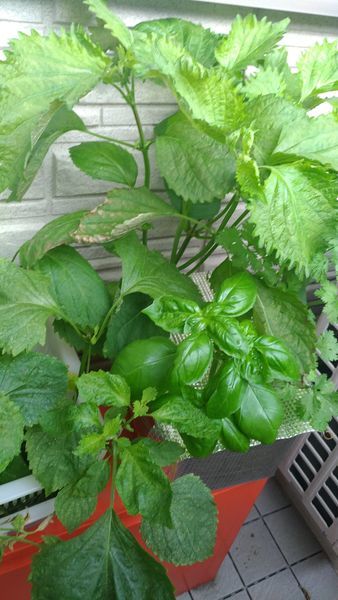 日陰でも面白いほどよく育つ 日当たりの悪いベランダで育つ野菜と植える時期一覧 たのしいことまとめ
