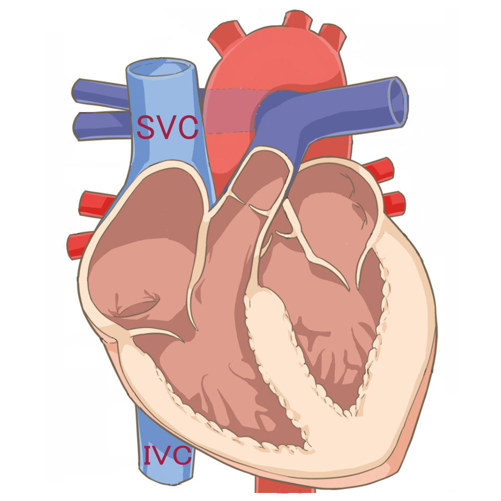 臨床実習のために覚えておきたい略語・用語集1 - あおいのMEちゃんねる
