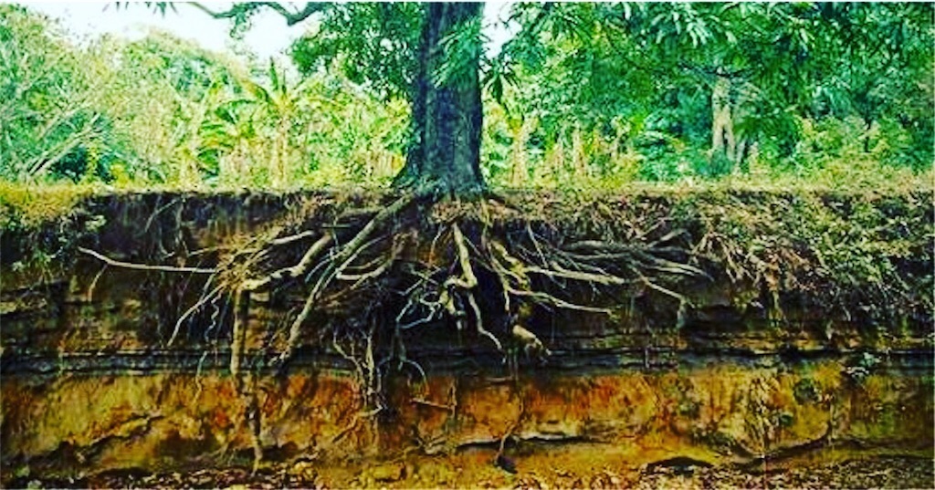 f:id:aoihoshi888:20180122080057j:image f:id:aoihoshi888:20180122080057j:image