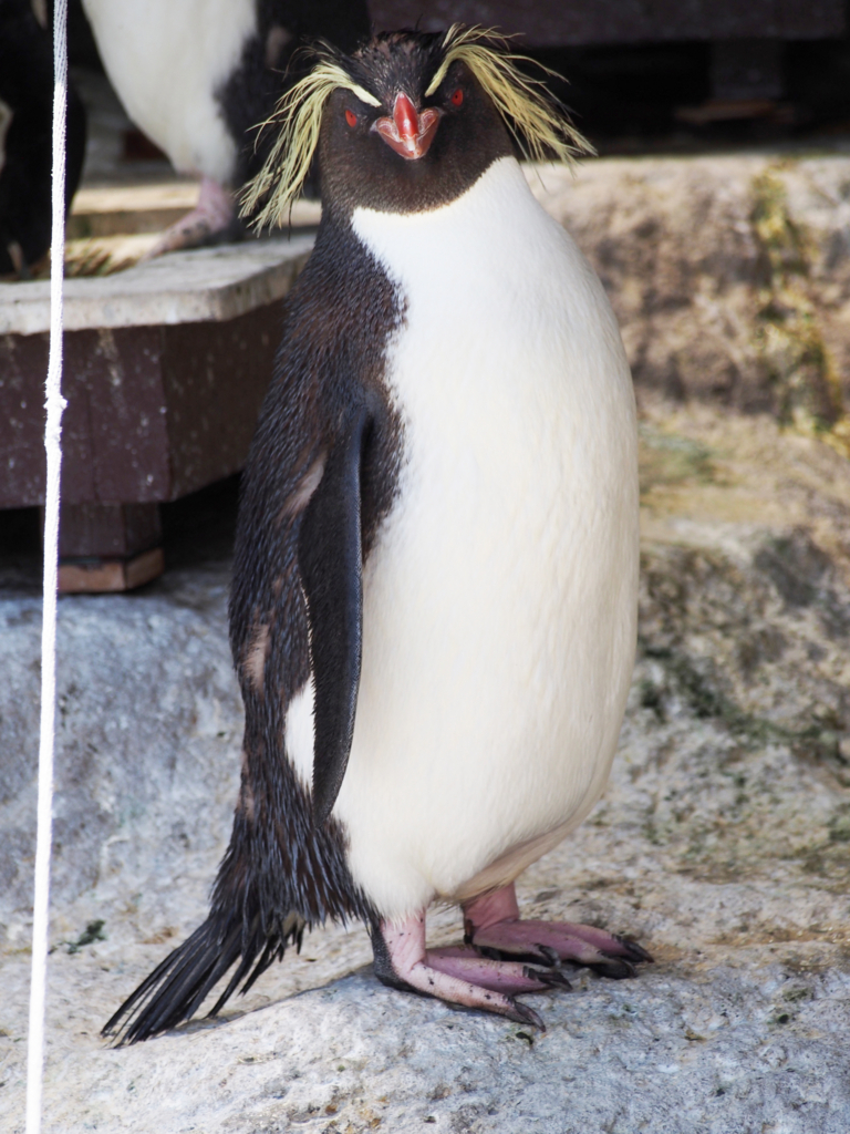 キタイワトビペンギン