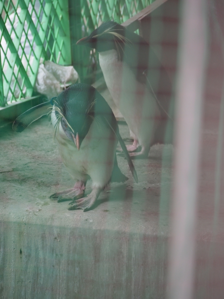 東山動植物園のペンギン ペンギンの話