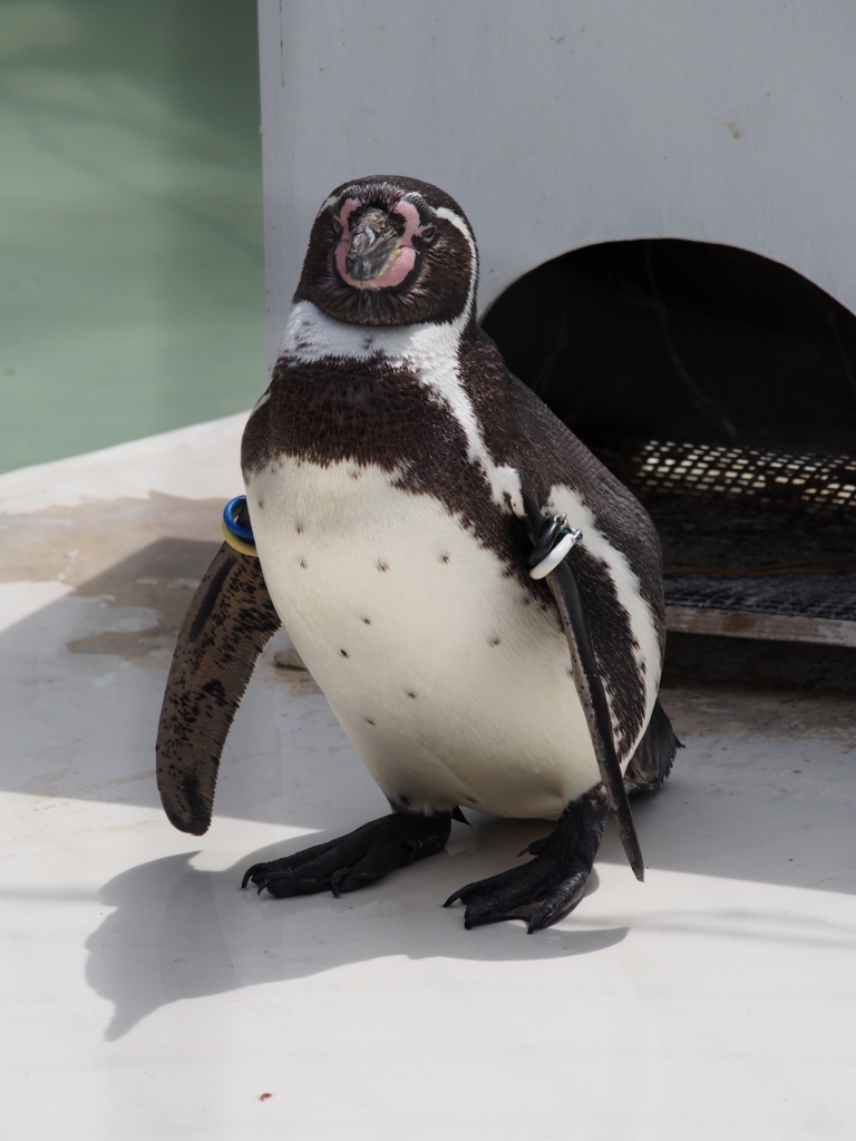 井の頭自然文化園のペンギン ペンギンの話
