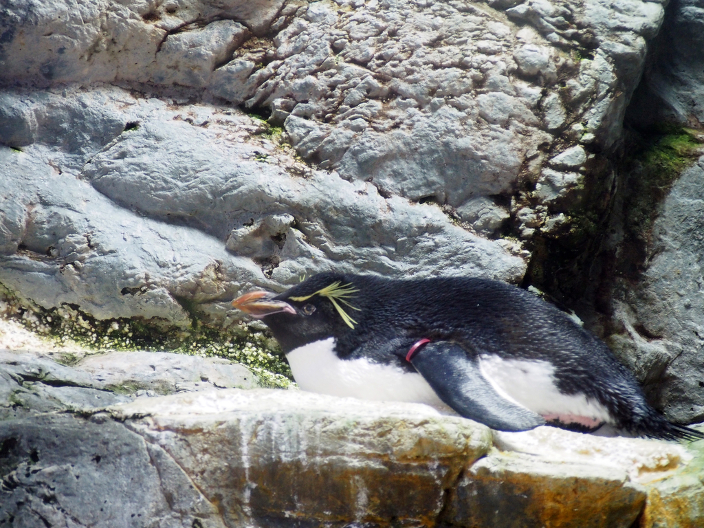 ミナミイワトビペンギン