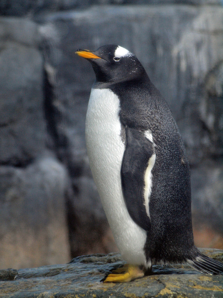 独断と偏見のペンギン図鑑1 ジェンツーペンギン ペンギンの話