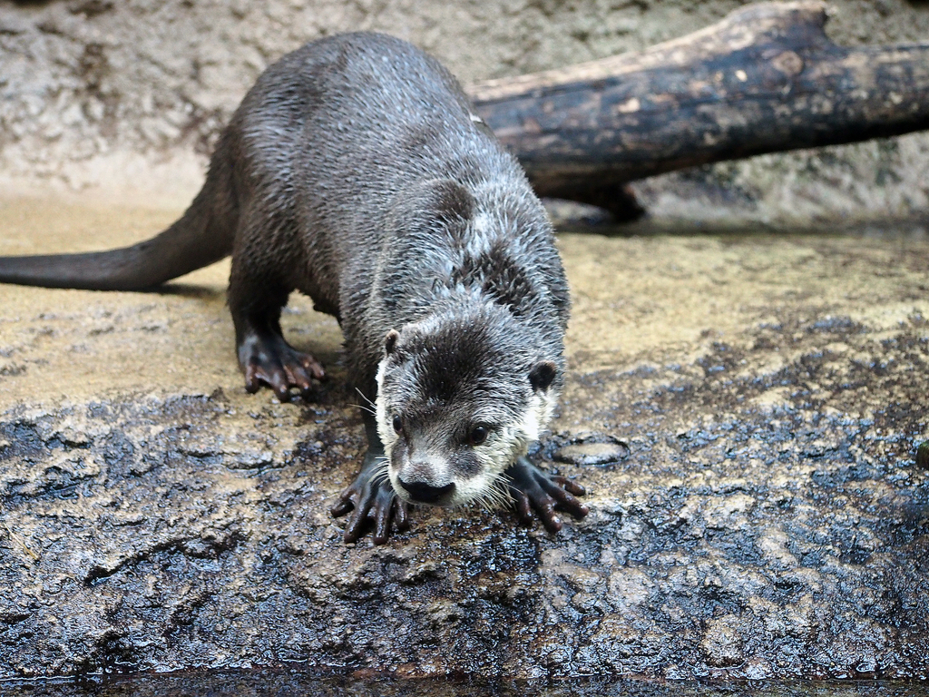仙台うみの杜水族館 ペンギンの話