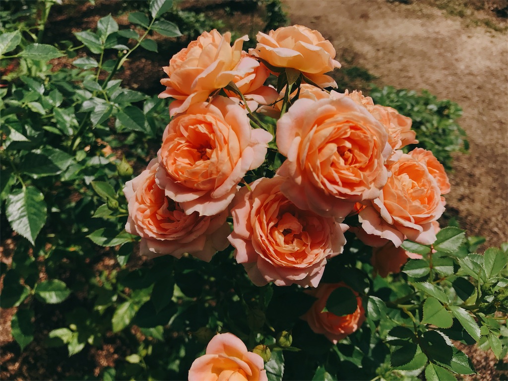 f:id:aoiliterature676:20180602081614j:image