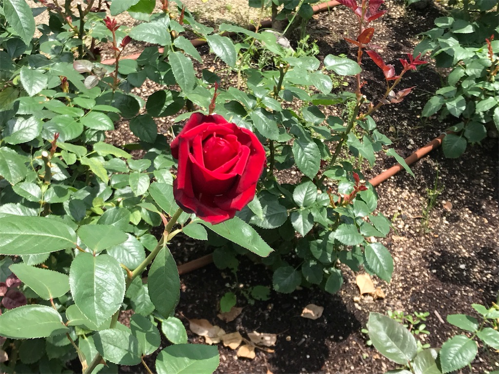 f:id:aoiliterature676:20180602081620j:image