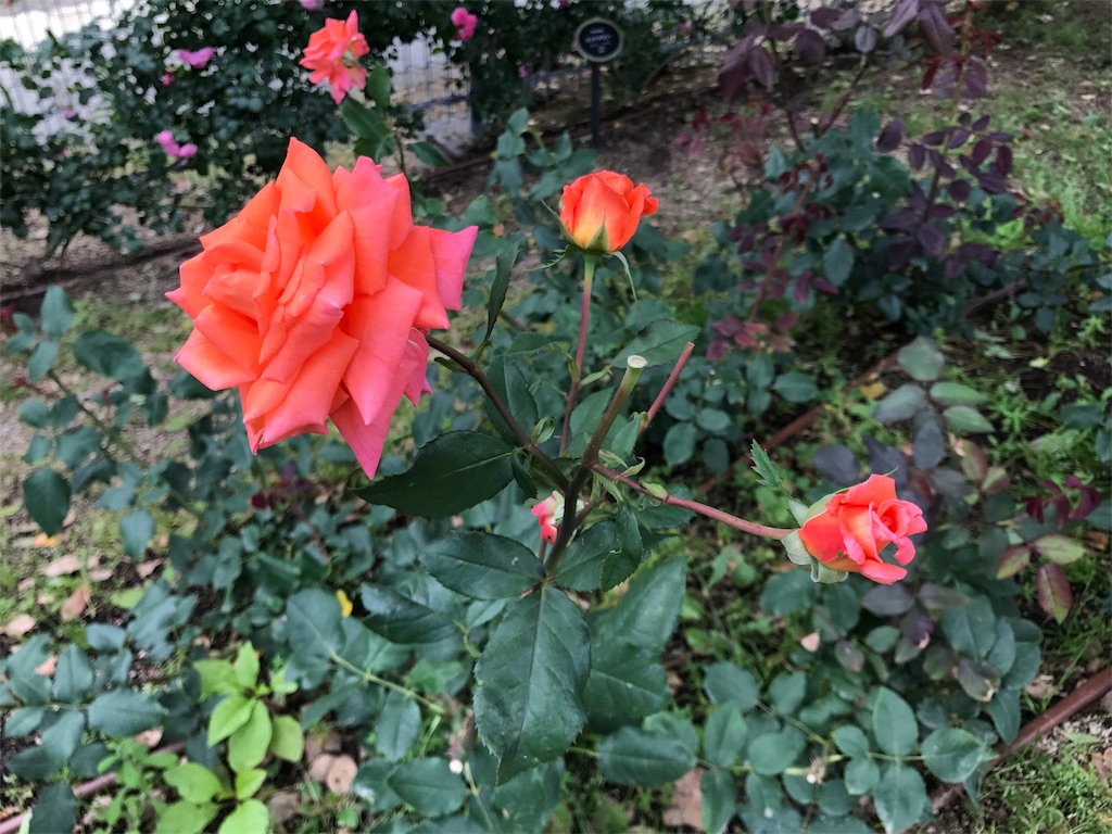 f:id:aoiliterature676:20180602081626j:image