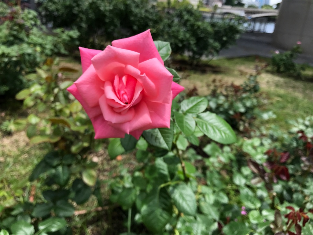 f:id:aoiliterature676:20180602081745j:image