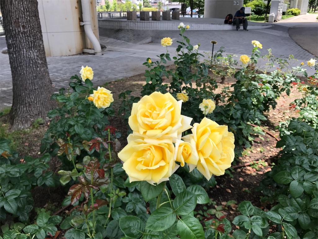 f:id:aoiliterature676:20180602081751j:image