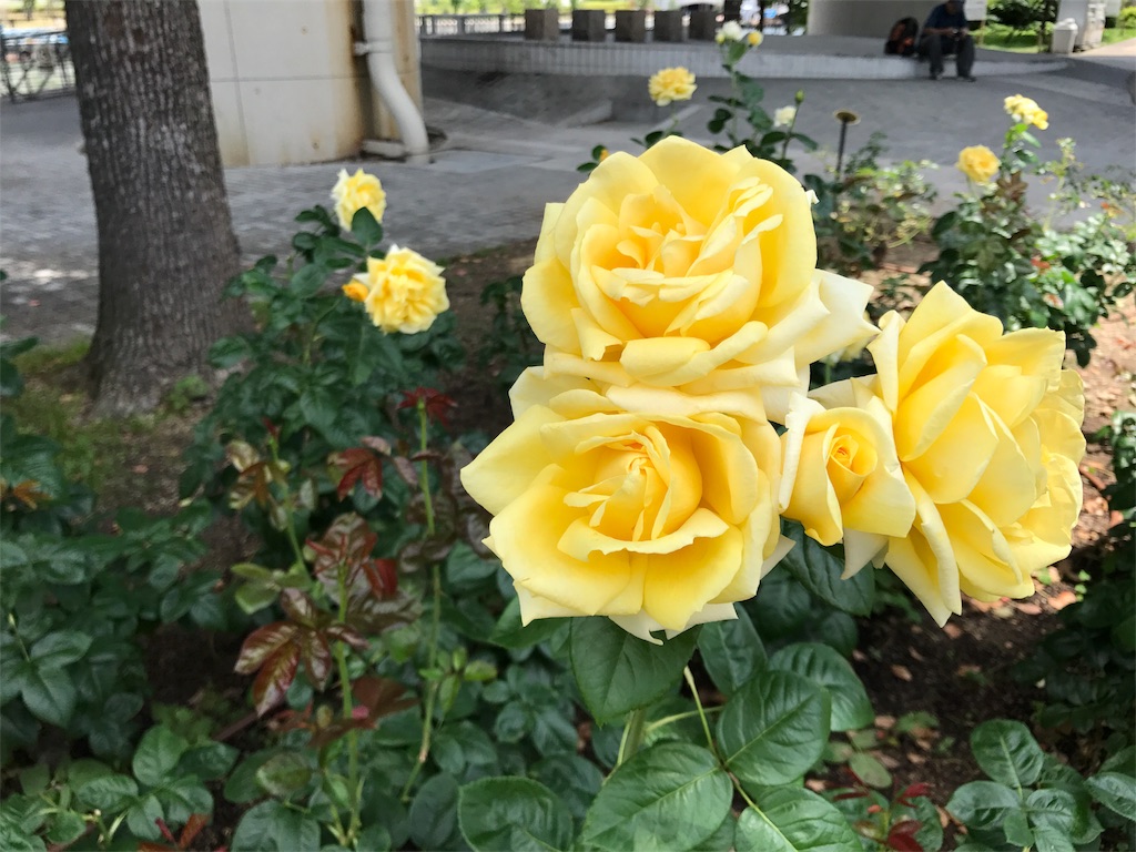 f:id:aoiliterature676:20180602081755j:image