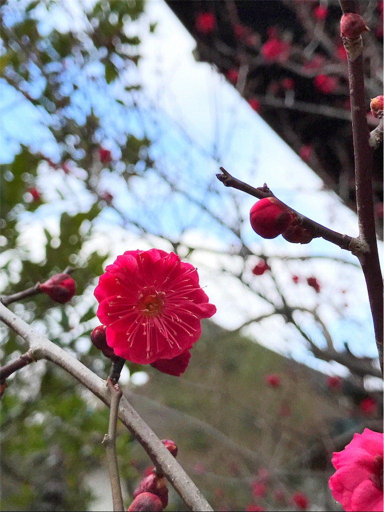 f:id:aoimonn:20170210071433j:image