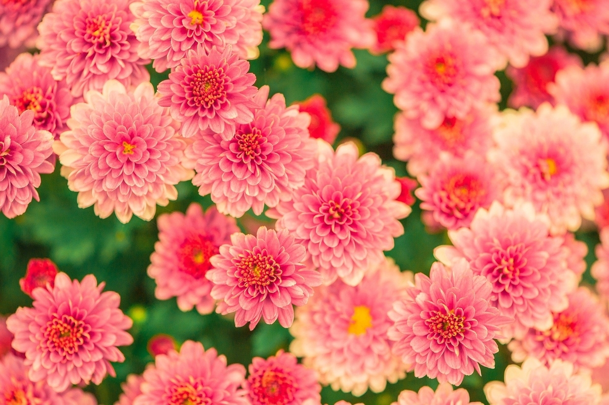 f:id:aoioilove:20200526131213j:plain f:id:aoioilove:20200526131213j:plain
