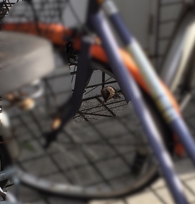 f:id:aoisoa:20210808005350j:plain