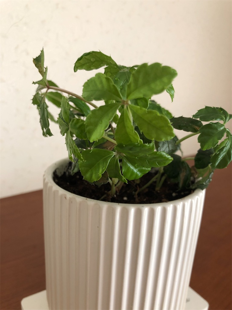 f:id:aoitorinoiedayo:20220128211805j:image f:id:aoitorinoiedayo:20220128211805j:image