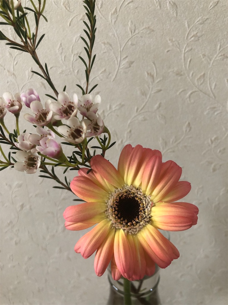 f:id:aoitorinoiedayo:20220202124002j:image f:id:aoitorinoiedayo:20220202124002j:image