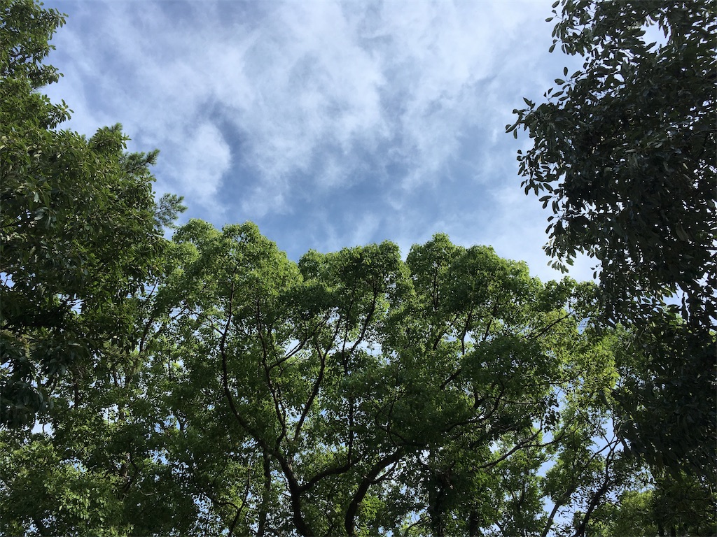 f:id:aojirutounyu:20180802083104j:image f:id:aojirutounyu:20180802083104j:image
