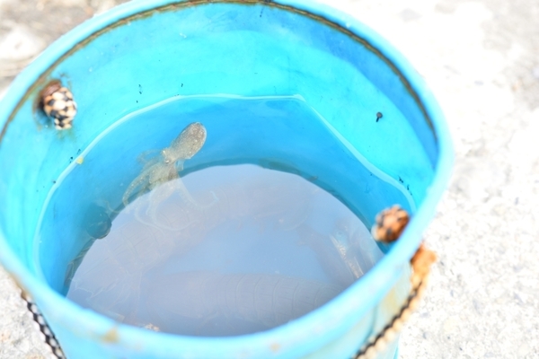 DSC_0104.JPG
