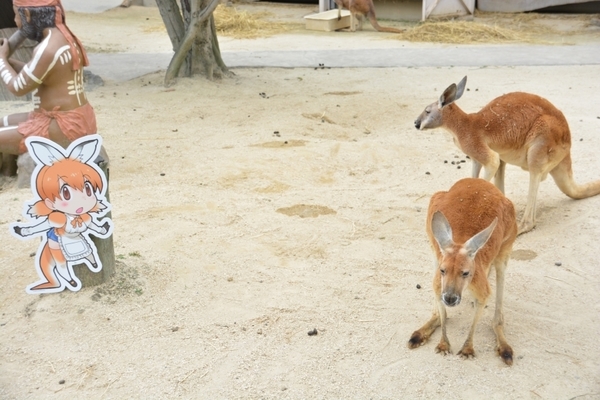 DSC_0706.JPG