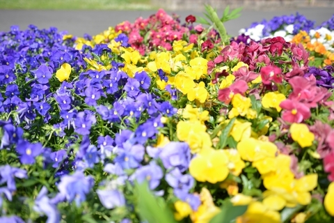 DSC_0870.JPG