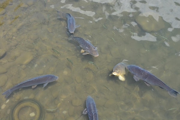 DSC_1281.JPG