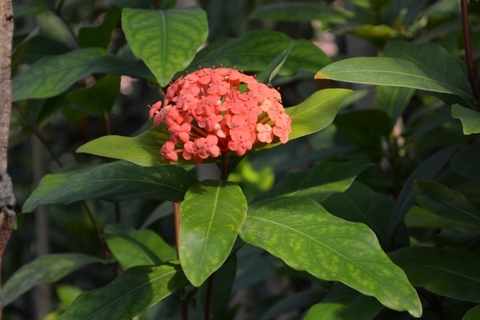 DSC_1731.JPG