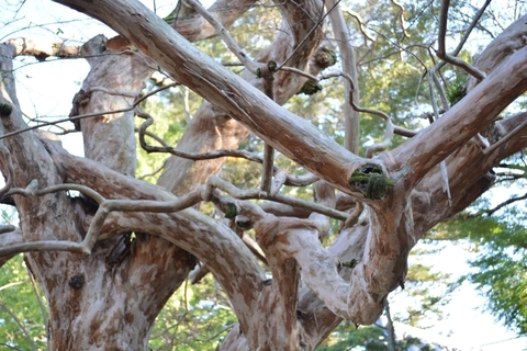 DSC_1739.JPG