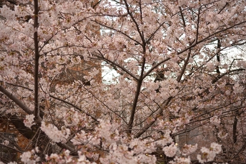 PVから聖地「京王線聖蹟桜ヶ丘駅前」が ...