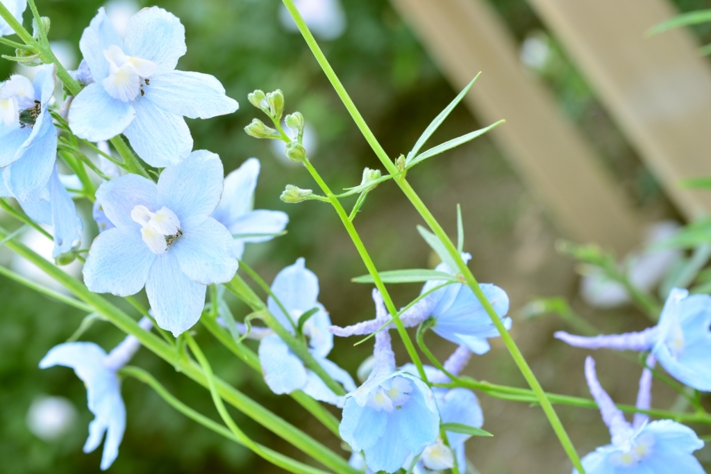 f:id:aokami:20180520161056j:plain