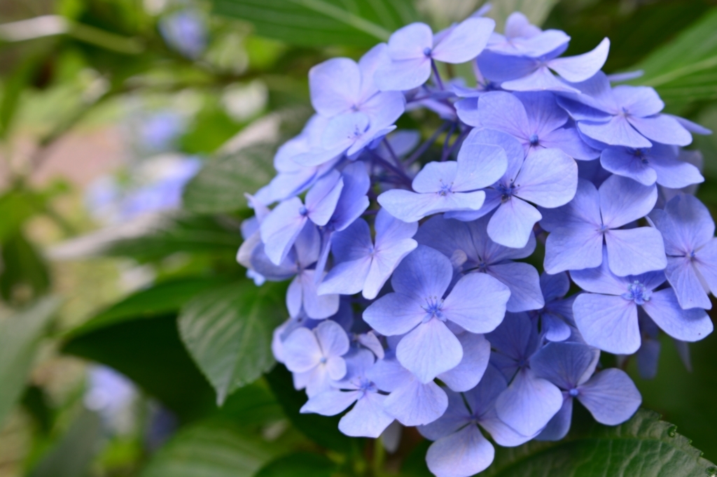 f:id:aokami:20180708190915j:plain f:id:aokami:20180708190915j:plain