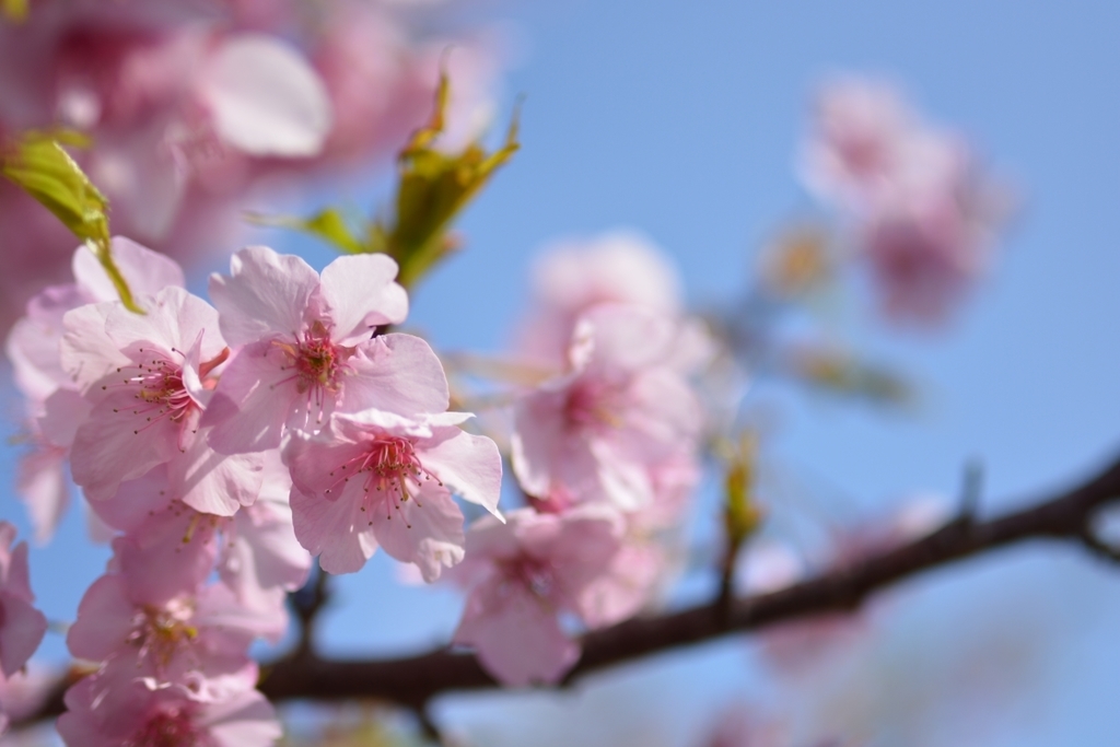 f:id:aokami:20190302233641j:plain