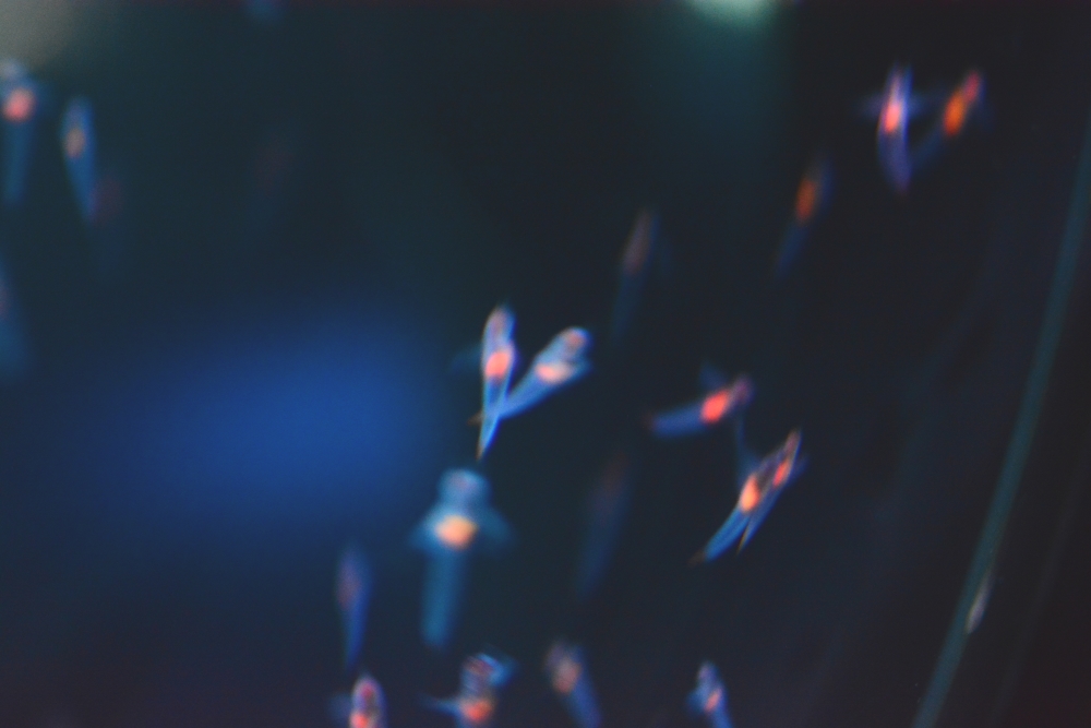 f:id:aokami:20190602193130j:plain