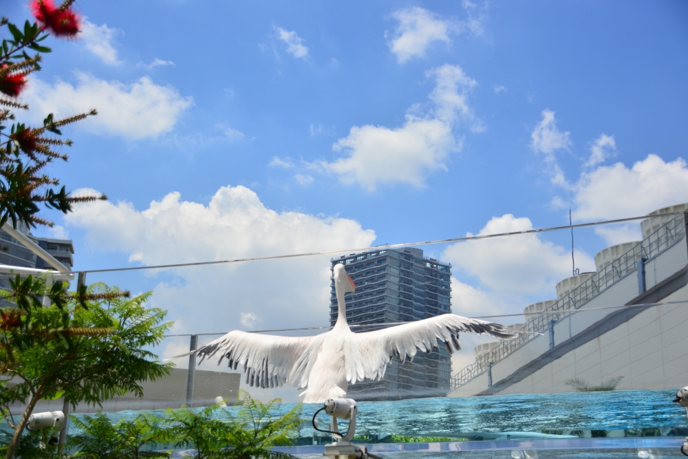 f:id:aokami:20190602200002j:plain