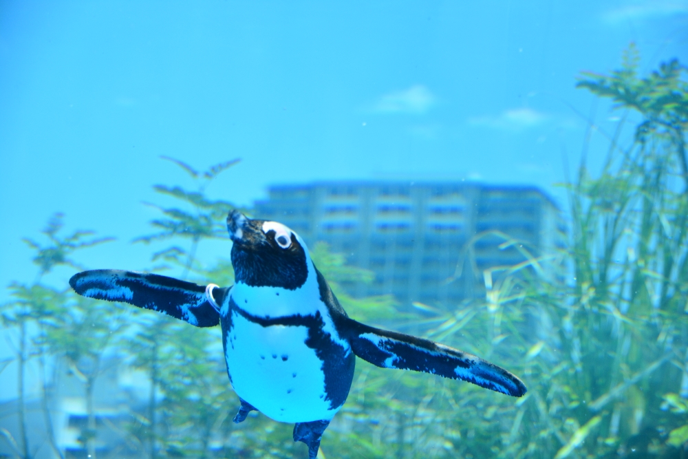 f:id:aokami:20190602200035j:plain