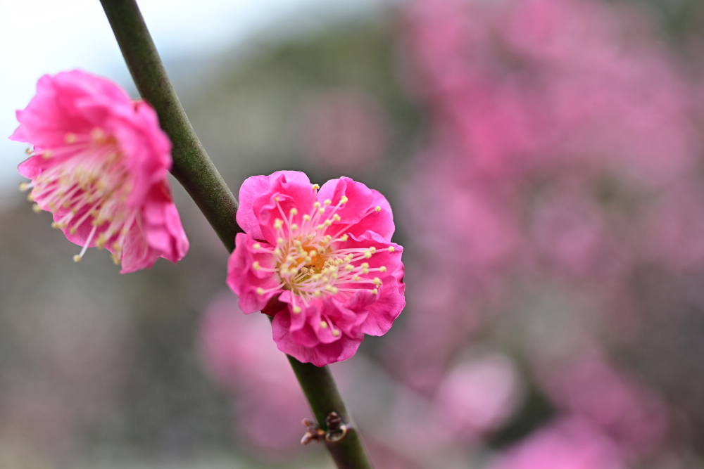f:id:aokami:20200216151458j:plain